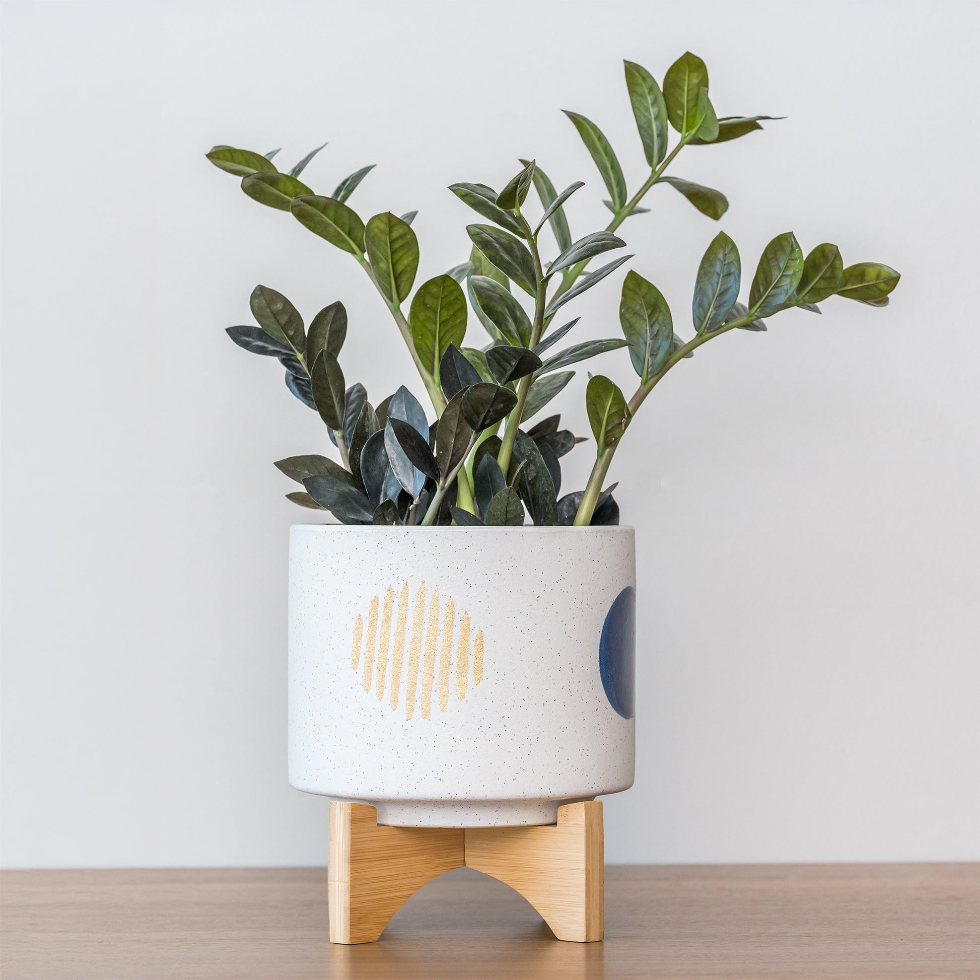 Zamioculcas - Glücksfeder - Glücksfeder ‘Raven’ - Zamioculcas zamiifolia Raven
