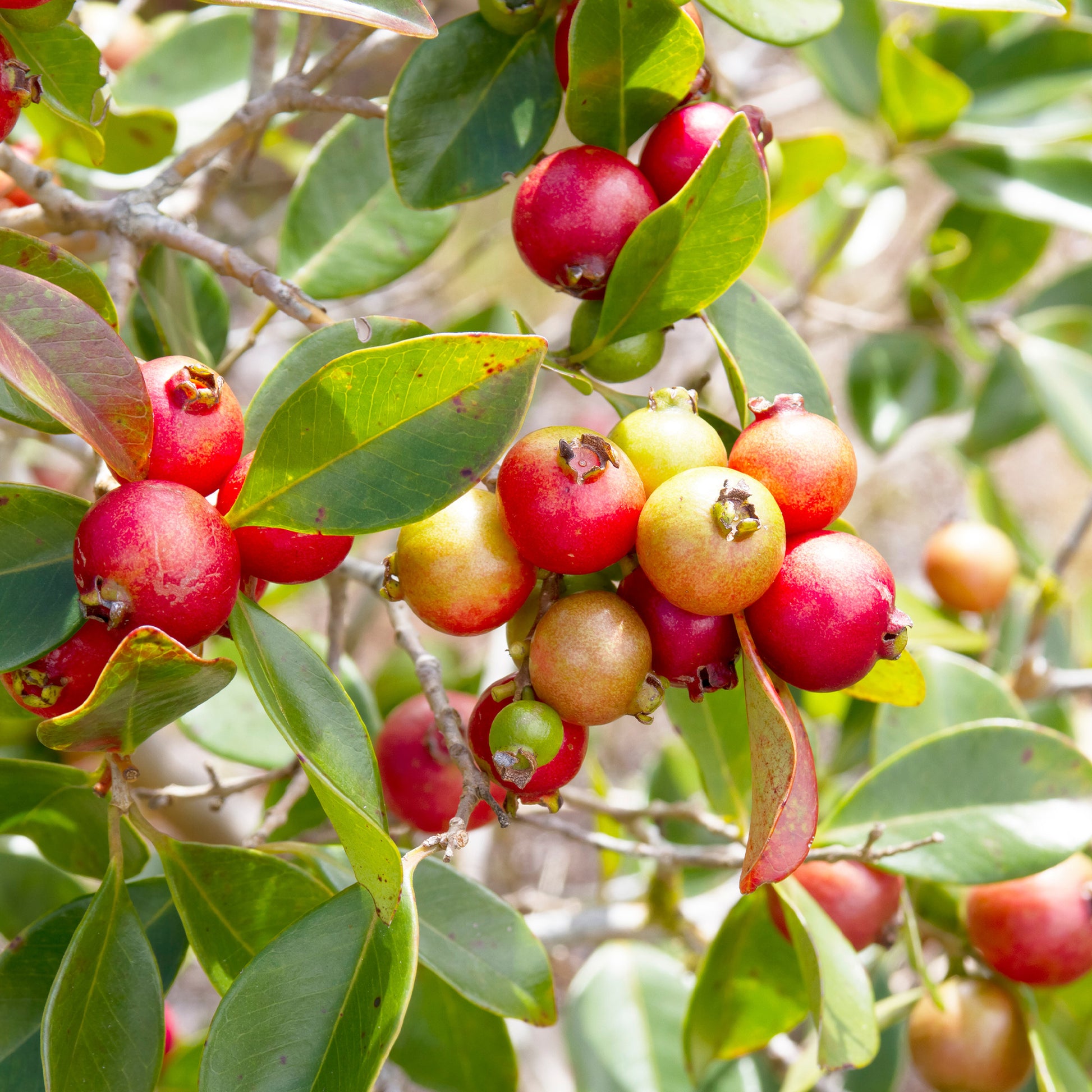 Chinesischer Guavenbaum - Psidium cattleianum - Bakker