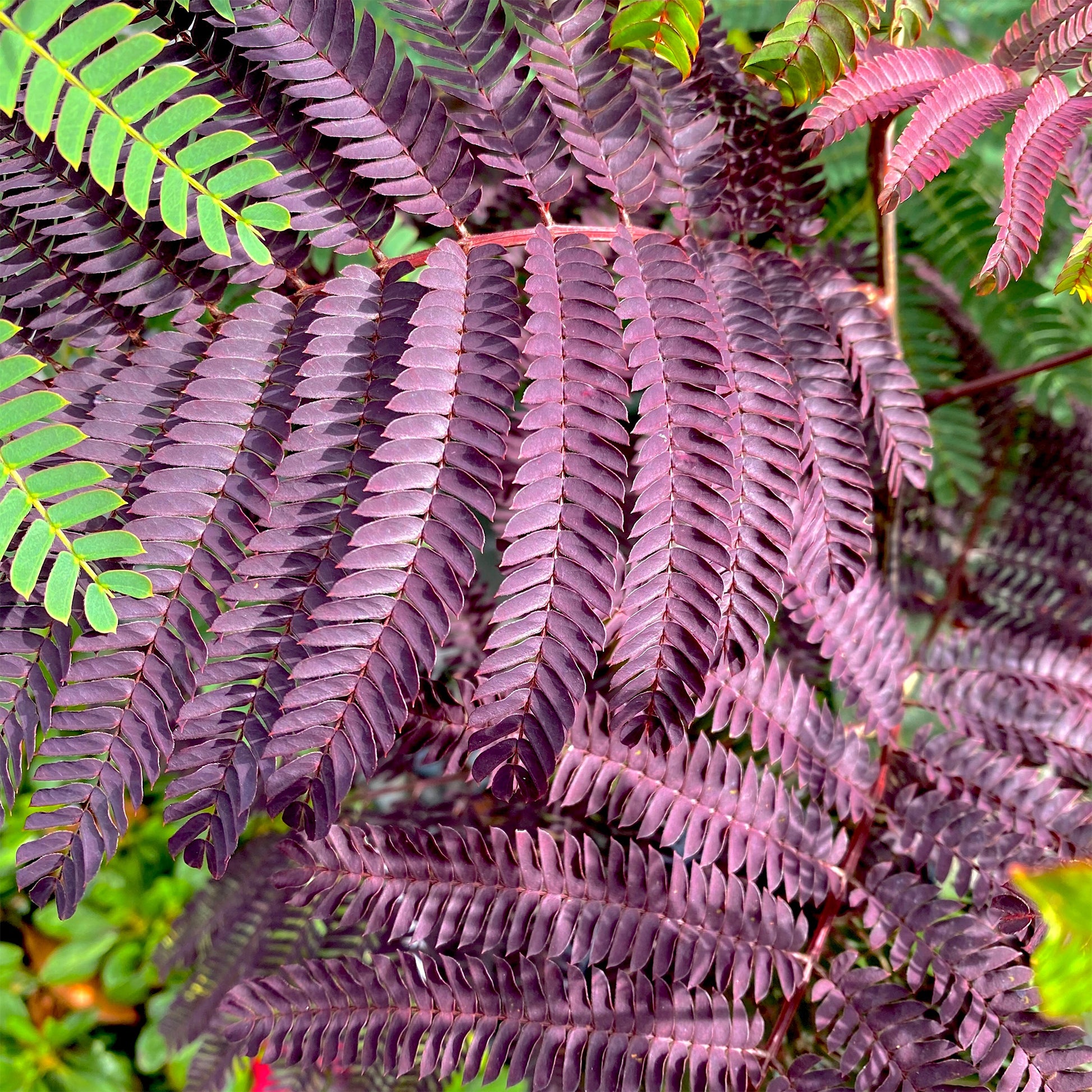 Seidenbaum Summer Chocolate®. - Bakker
