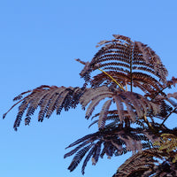 Seidenbaum Summer Chocolate®. - Albizia julibrissin Summer Chocolate® - Bakker