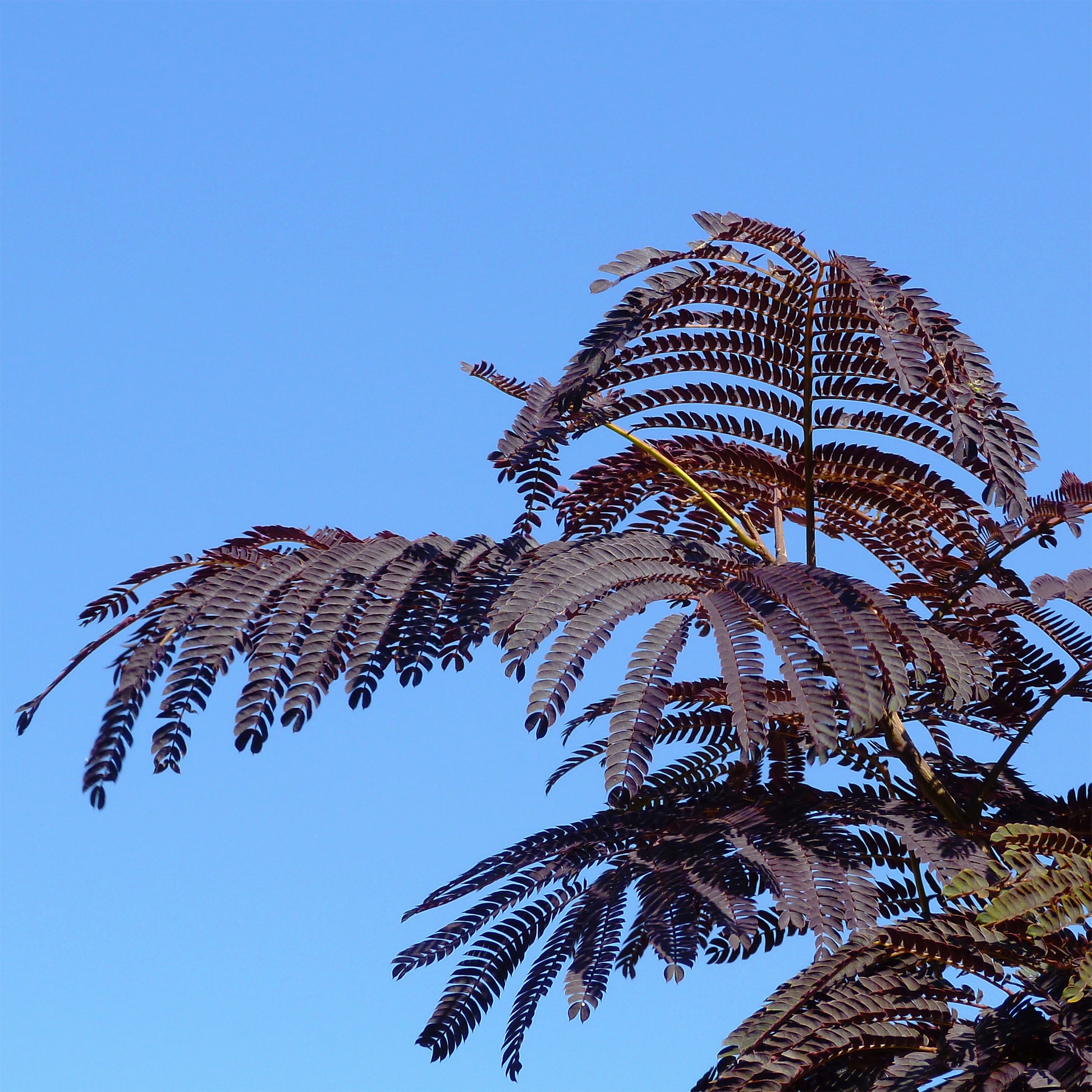 Seidenbaum Summer Chocolate®. - Albizia julibrissin Summer Chocolate® - Bakker