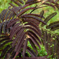 Albizia julibrissin Summer Chocolate® - Seidenbaum Summer Chocolate®. - Bäume