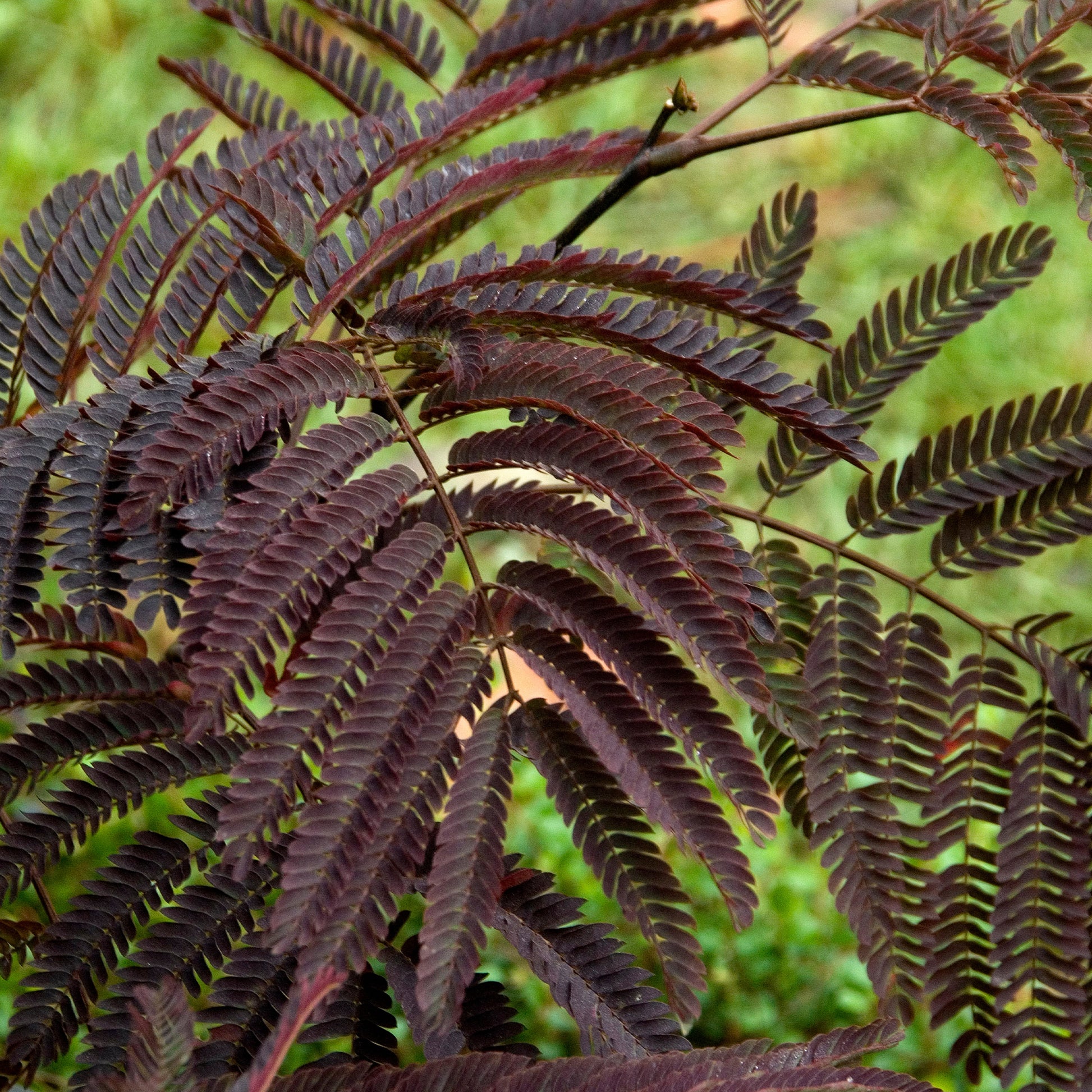 Albizia julibrissin Summer Chocolate® - Seidenbaum Summer Chocolate®. - Bäume