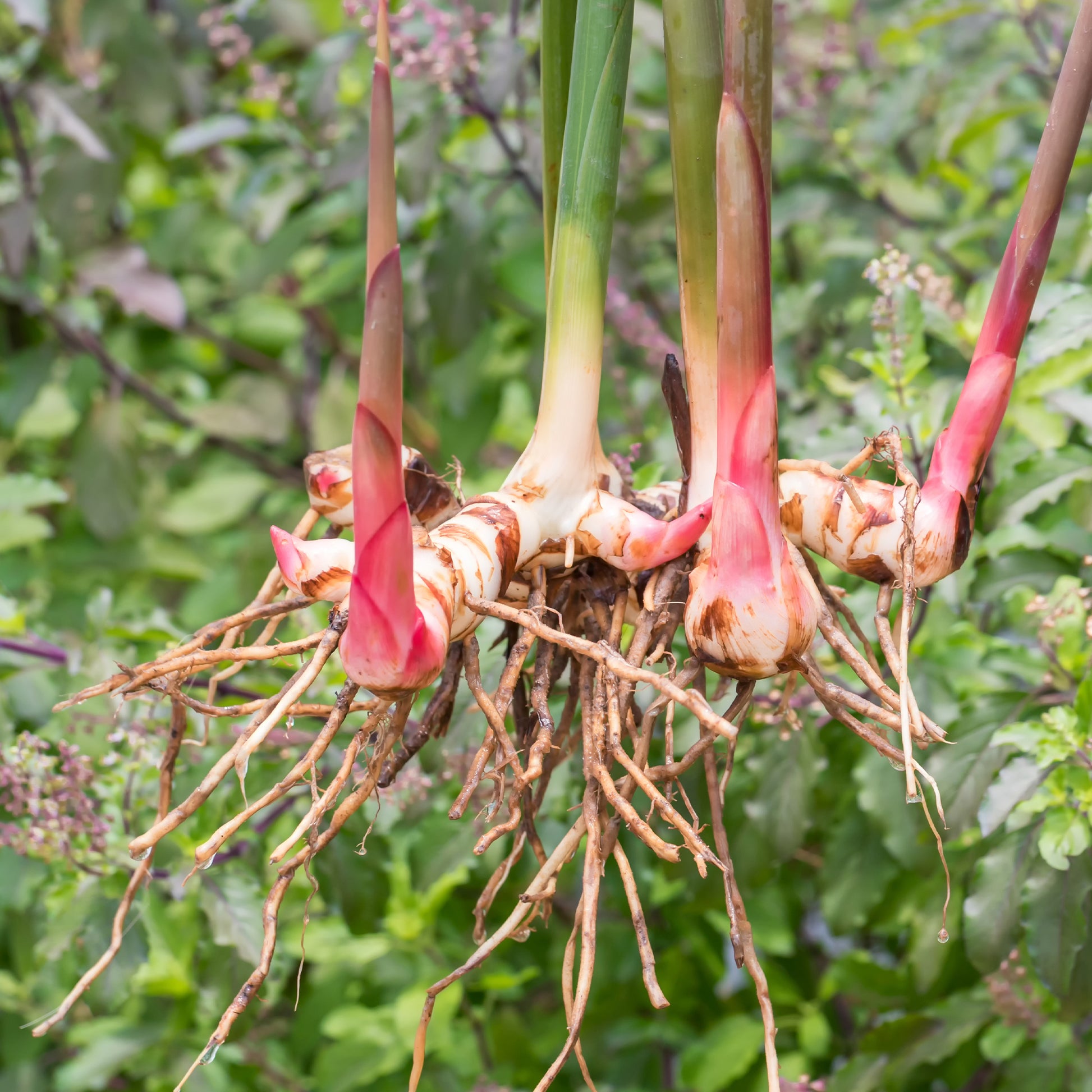 Galgant (Thai-Ingwer) - Alpinia galanga - Bakker
