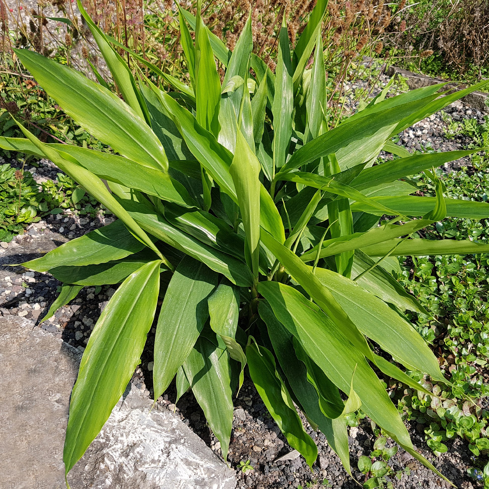 Kräuterpflanzen - Galgant (Thai-Ingwer) - Alpinia galanga