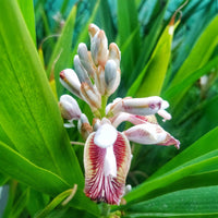 Alpinia galanga - Galgant (Thai-Ingwer) - Kräuterpflanzen