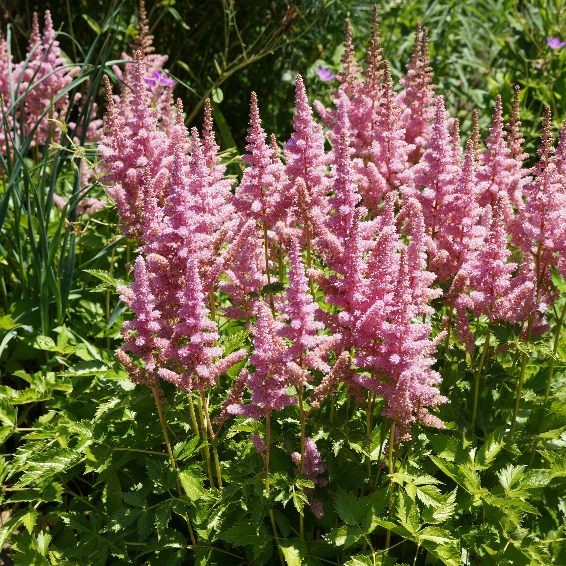 Astilbe Little Vision in Pink ® - Prachtspiere ‘Little Vision in Pink’® - Astilbe - Prachtspiere