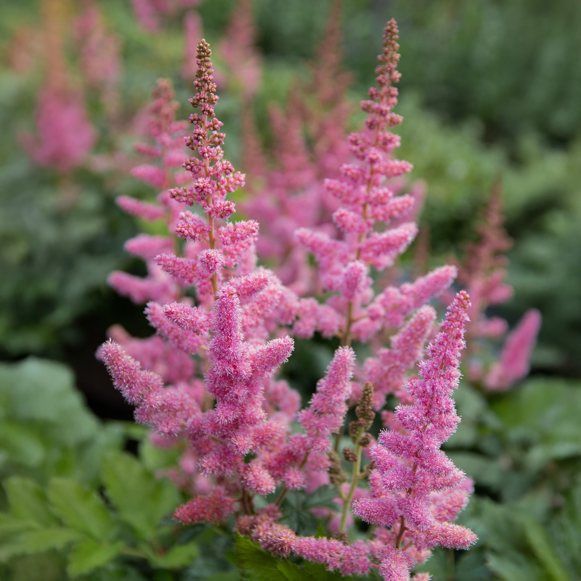 Prachtspiere ‘Little Vision in Pink’® - Bakker