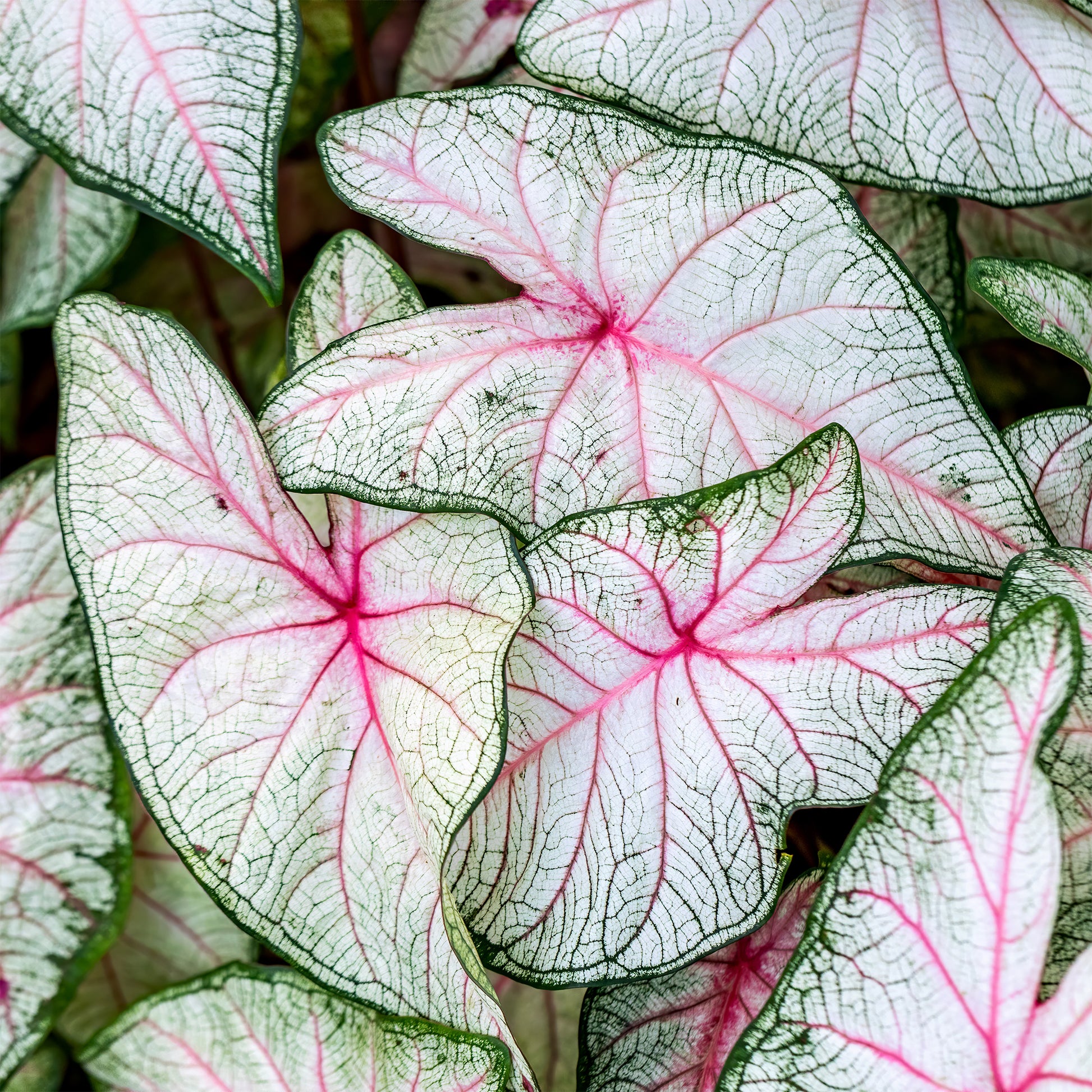 Caladium Fantasy - Caladium x hortulanum Fantasy - Bakker