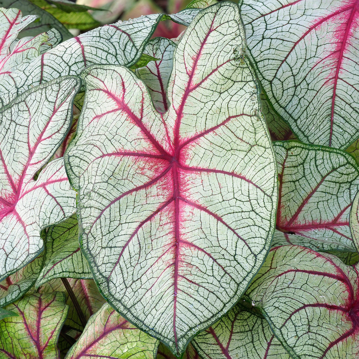 Caladium Fantasy - Bakker