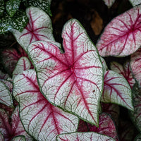 Kaladie 'White Queen' - Bakker