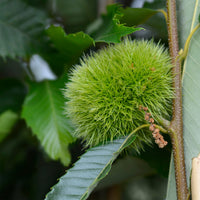 Esskastanie ‘Bouche de Bétizac’ - Castanea sativa Bouche de Betizac - Bakker