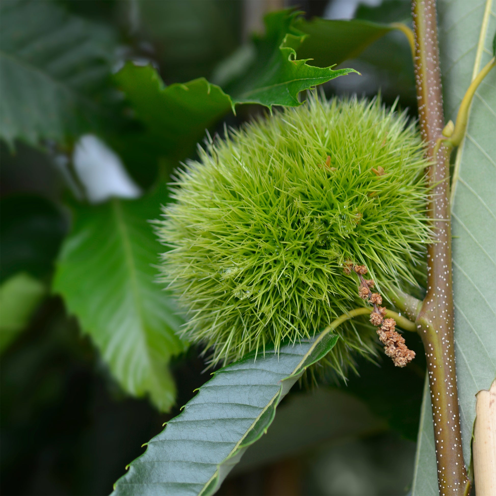 Esskastanie ‘Bouche de Bétizac’ - Castanea sativa Bouche de Betizac - Bakker