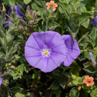 Mauretanische Winde ‘Compacta’ - Convolvulus sabatius Compacta - Bakker
