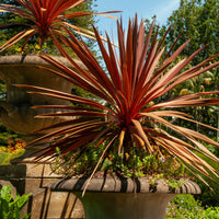 Keulenlilie 'Red Star' - Bakker