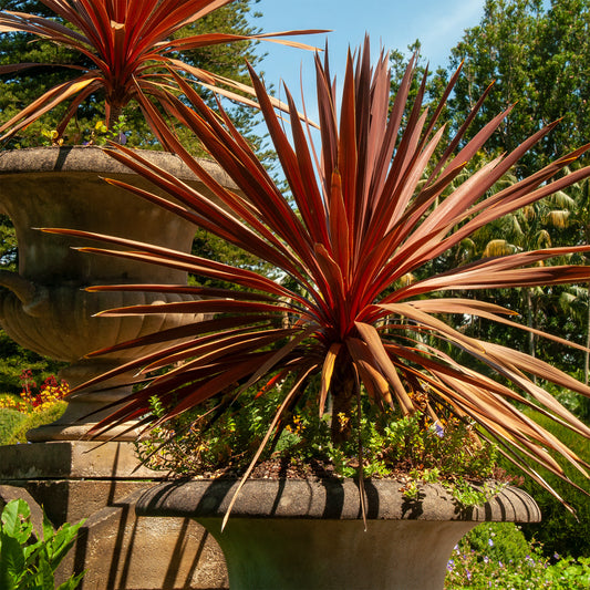 Keulenlilie 'Red Star' - Bakker
