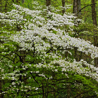 Cornus florida - Amerikanischer Blumen-Hartriegel - Blühende Bäume