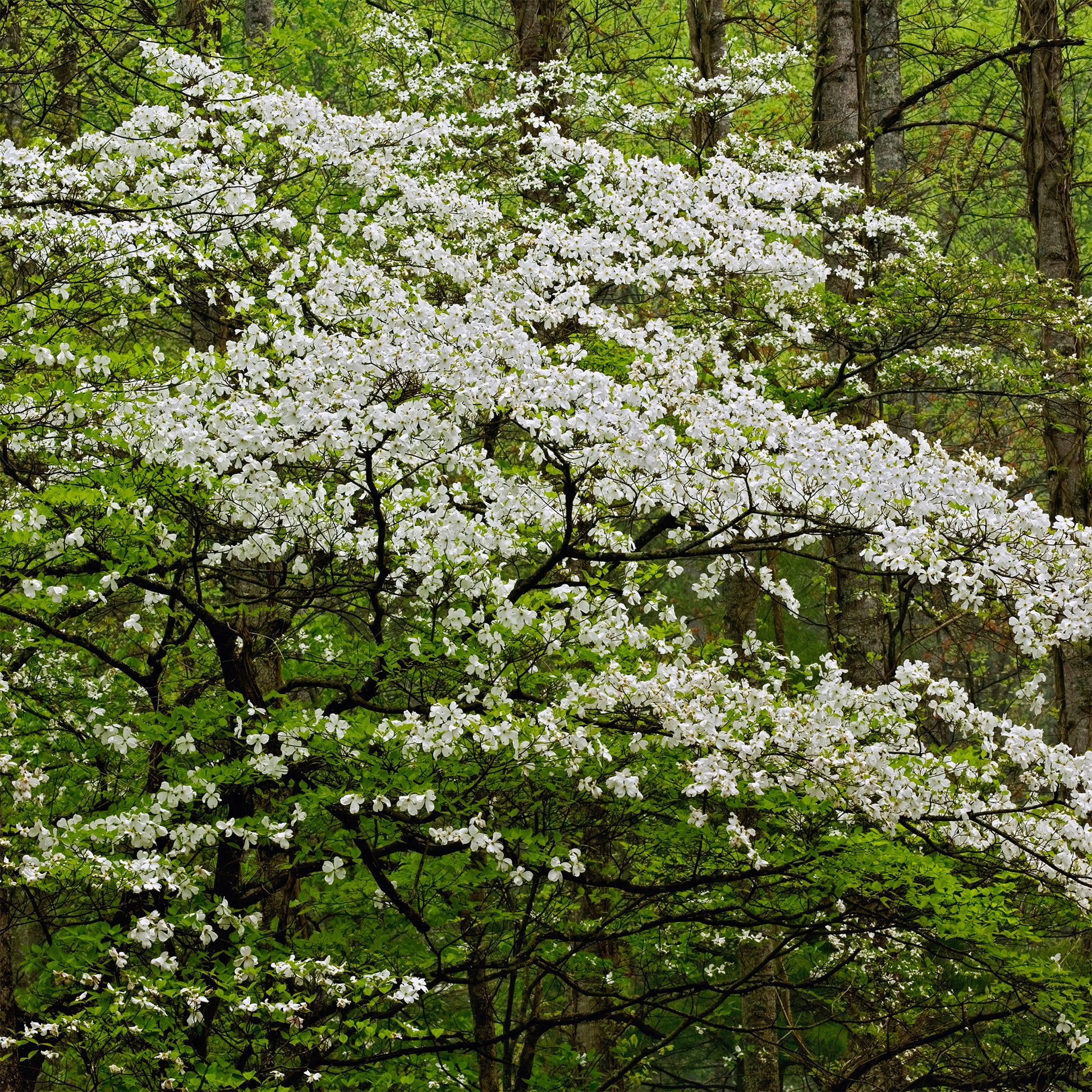 Cornus florida - Amerikanischer Blumen-Hartriegel - Blühende Bäume