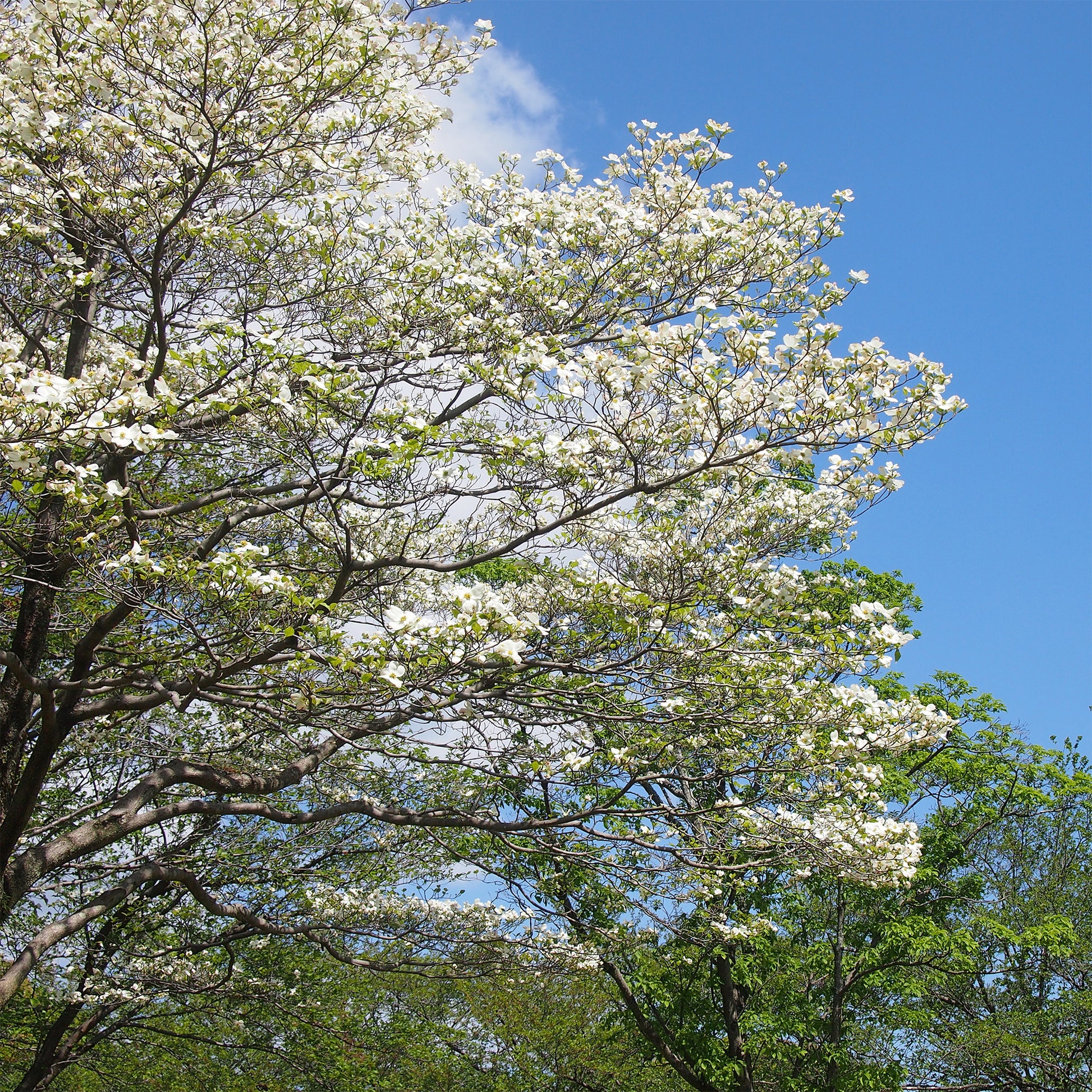 Amerikanischer Blumen-Hartriegel - Bakker