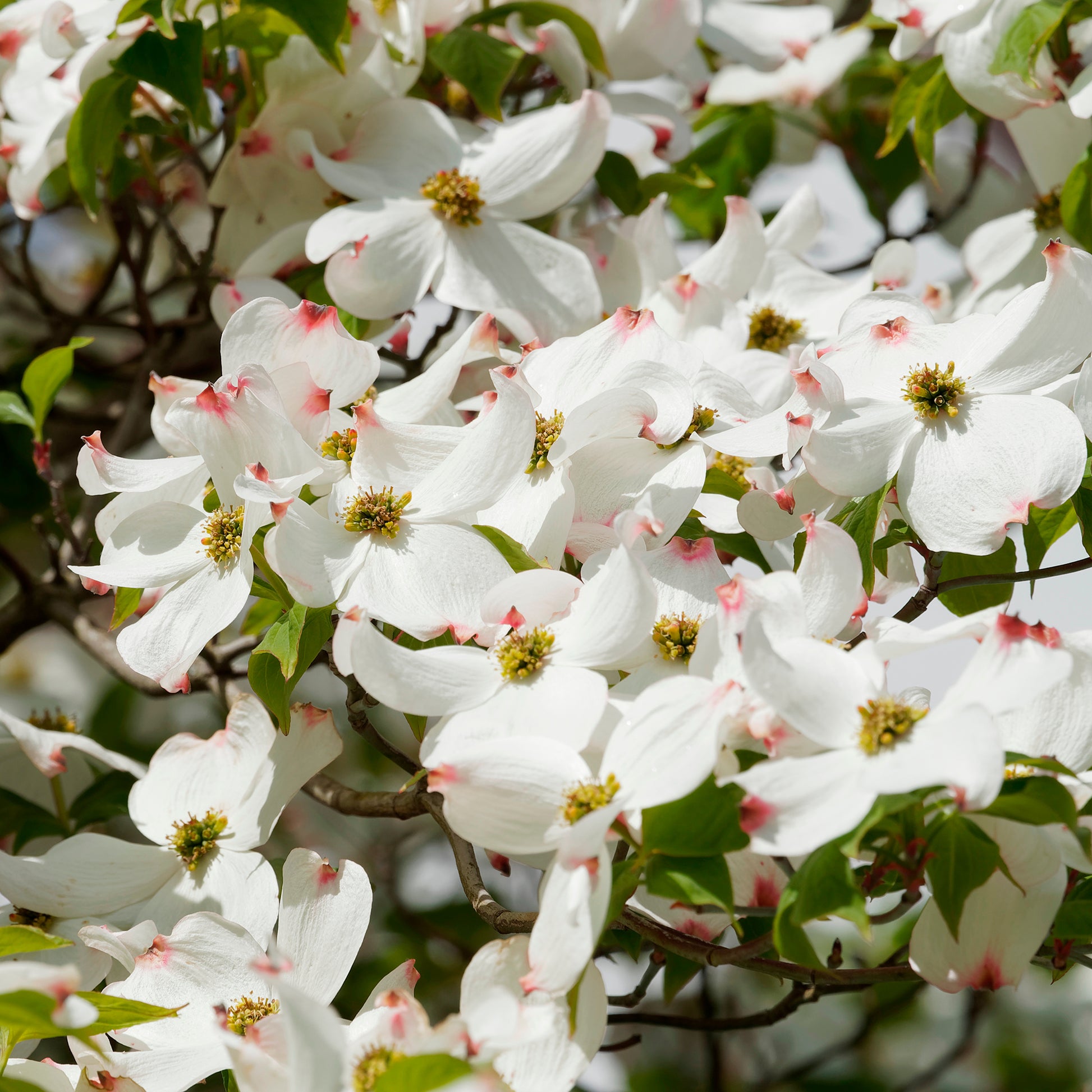 Blühende Bäume - Amerikanischer Blumen-Hartriegel - Cornus florida