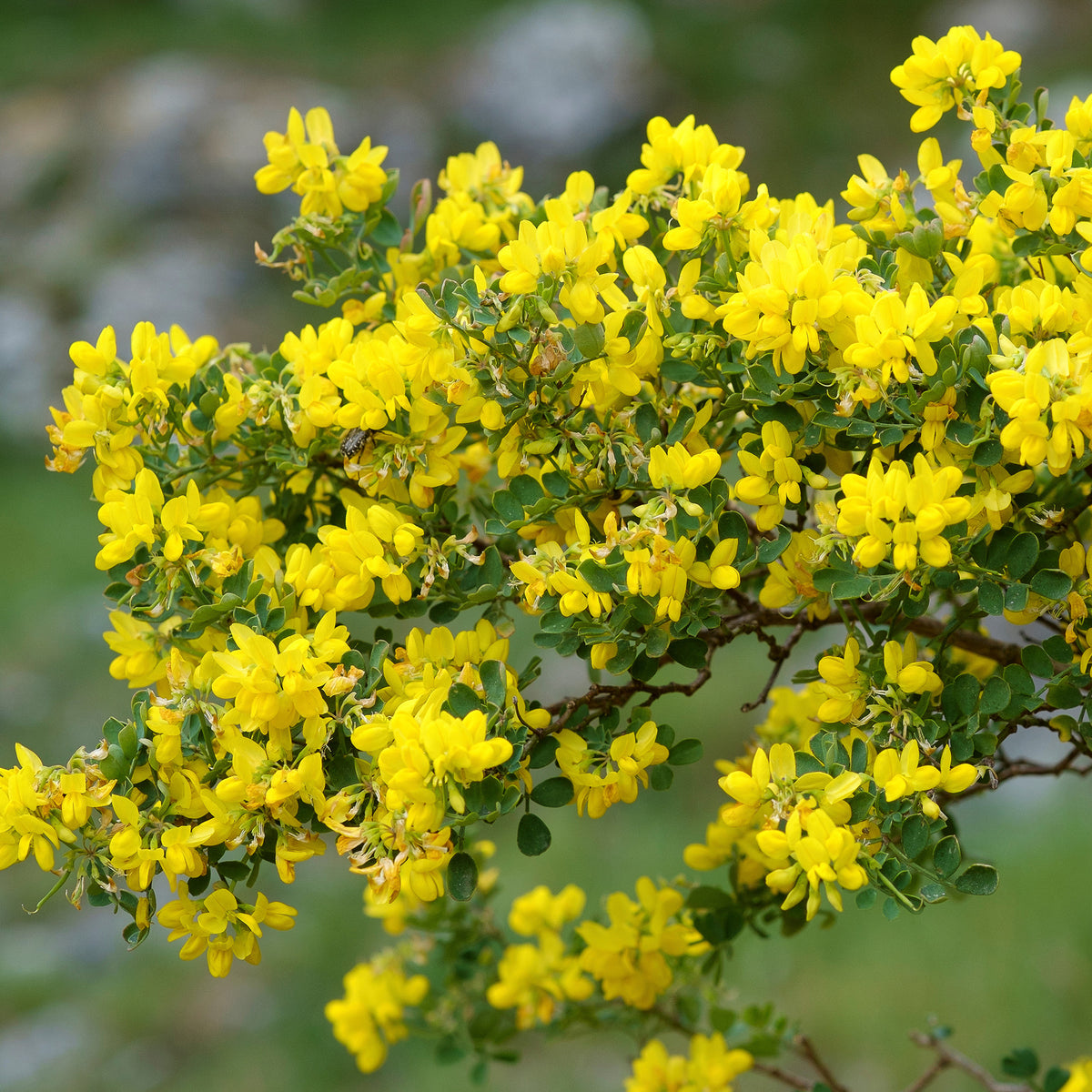 Blaugrüne Kronwicke - Coronilla valentina glauca - Bakker