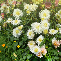 Kaktus-Dahlie My Love - Dahlia My Love - Bakker