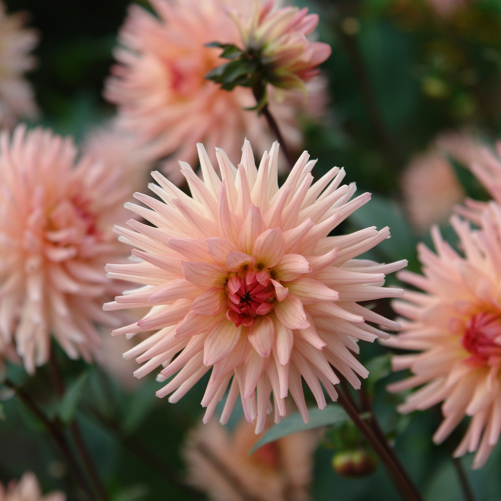 Kaktus-Dahlie ‘Preference’ - Dahlia Préference - Bakker