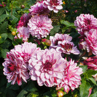 Dahlie ‘Crème de Cassis’ - Dahlia Crème de Cassis - Bakker