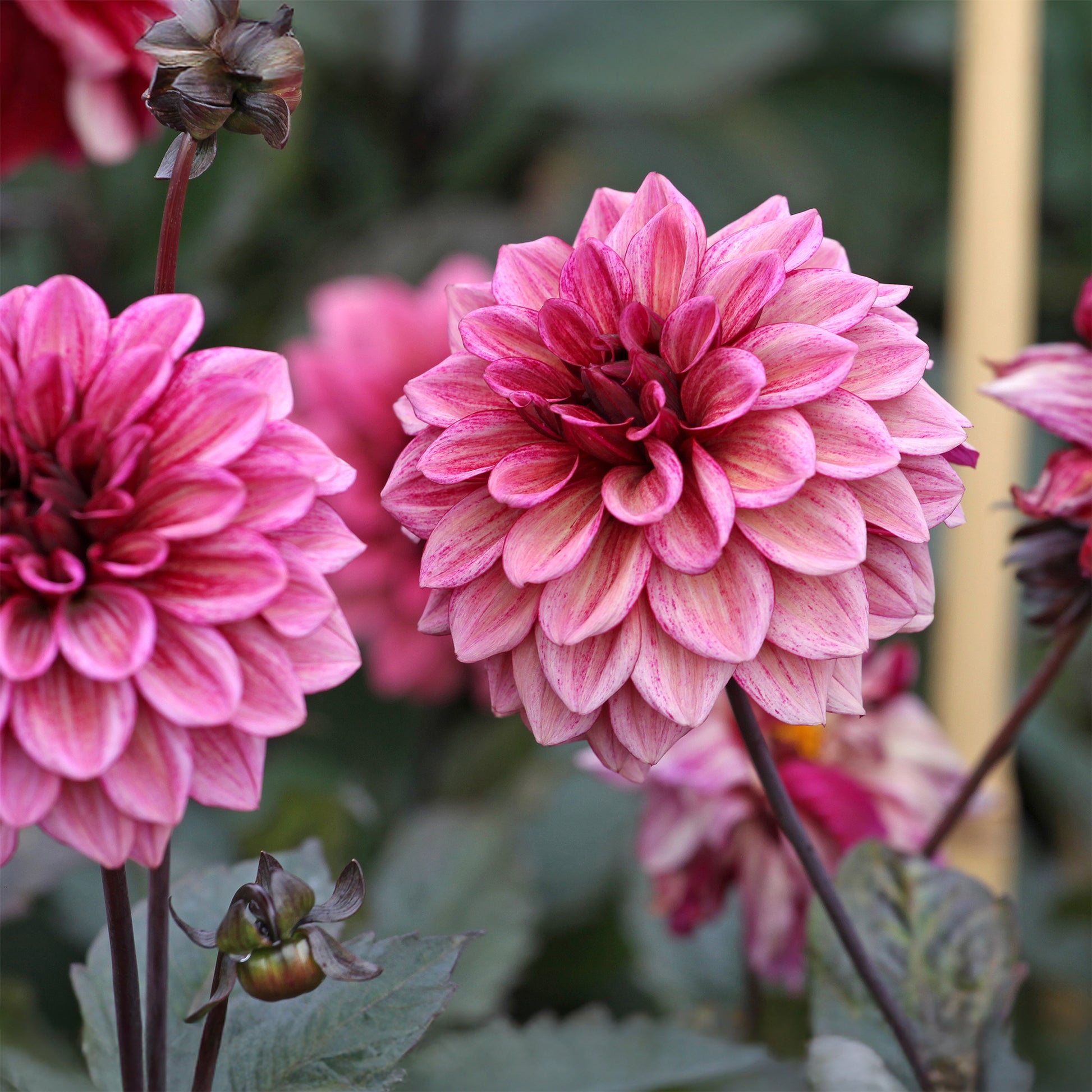 Dahlia Night Silence - Dahlie ‘Night Silence’ - Dahlien-Zwiebeln