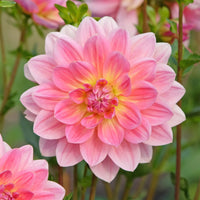 Dahlien-Zwiebeln - Dekorative Dahlie Twiggy - Dahlia Twiggy