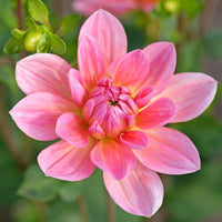 Dekorative Dahlie Twiggy - Dahlia Twiggy - Bakker