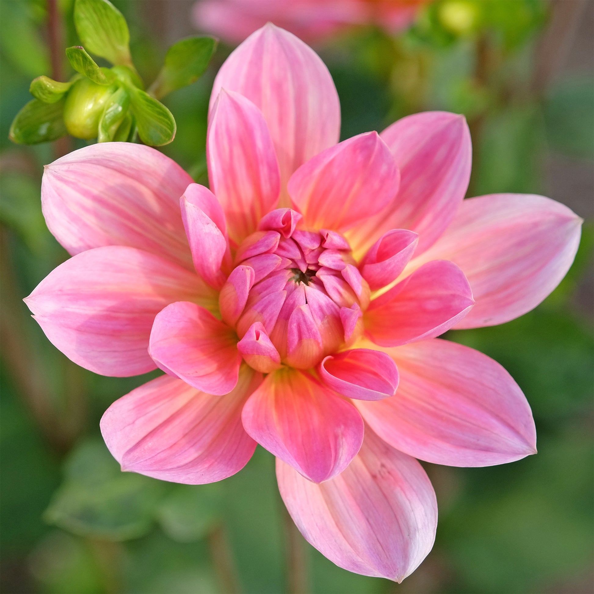Dekorative Dahlie Twiggy - Dahlia Twiggy - Bakker