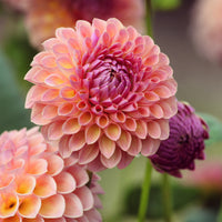 Dahlia Jowey Winnie - Pompon-Dahlie ‘Jowey Winnie’ - Dahlien-Zwiebeln