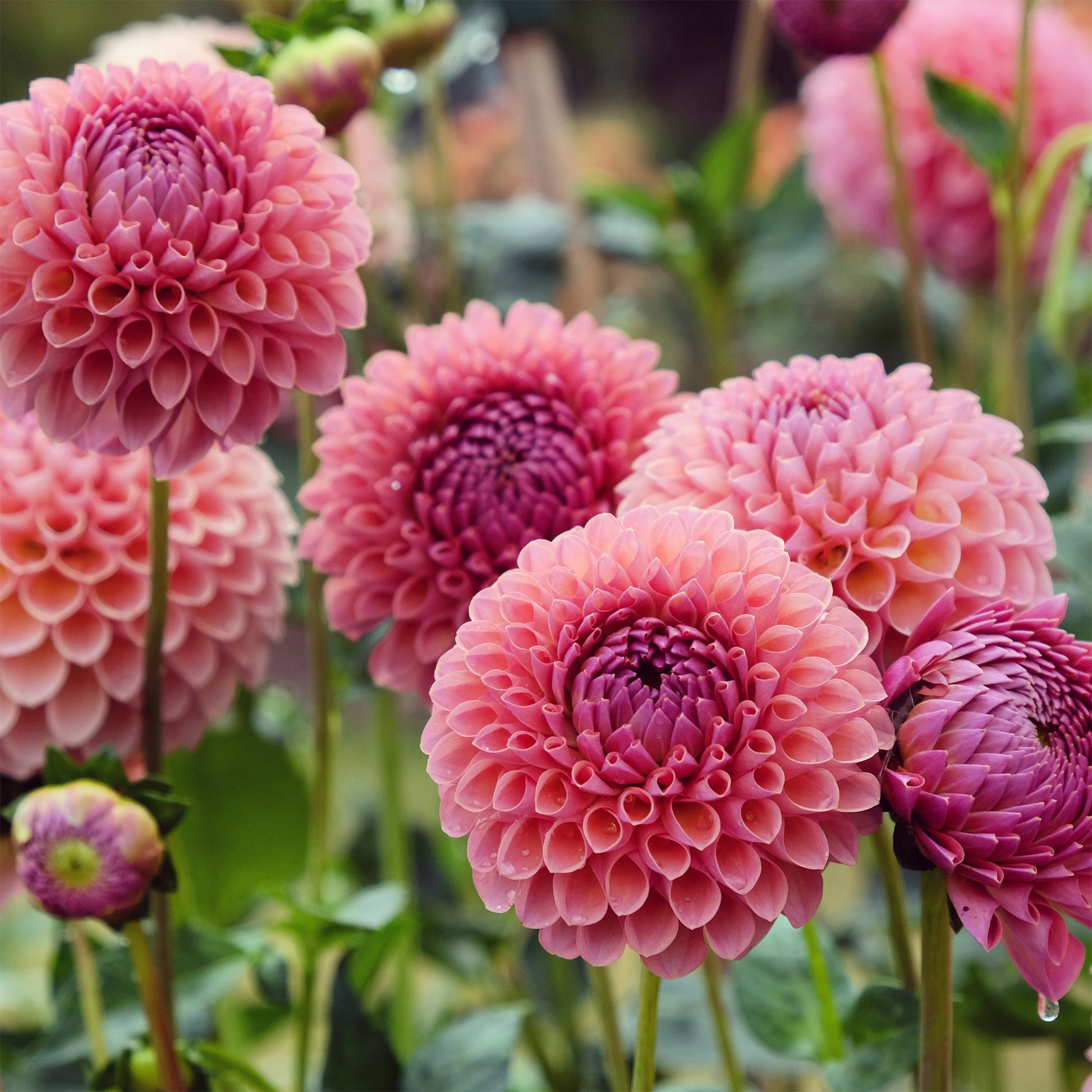 Pompon-Dahlie ‘Jowey Winnie’ - Bakker