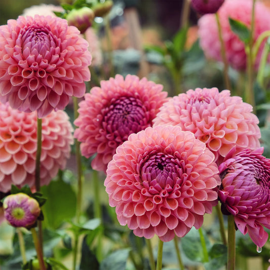 Pompon-Dahlie ‘Jowey Winnie’ - Bakker