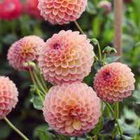 Pompon-Dahlie ‘Jowey Winnie’ - Dahlia Jowey Winnie - Bakker