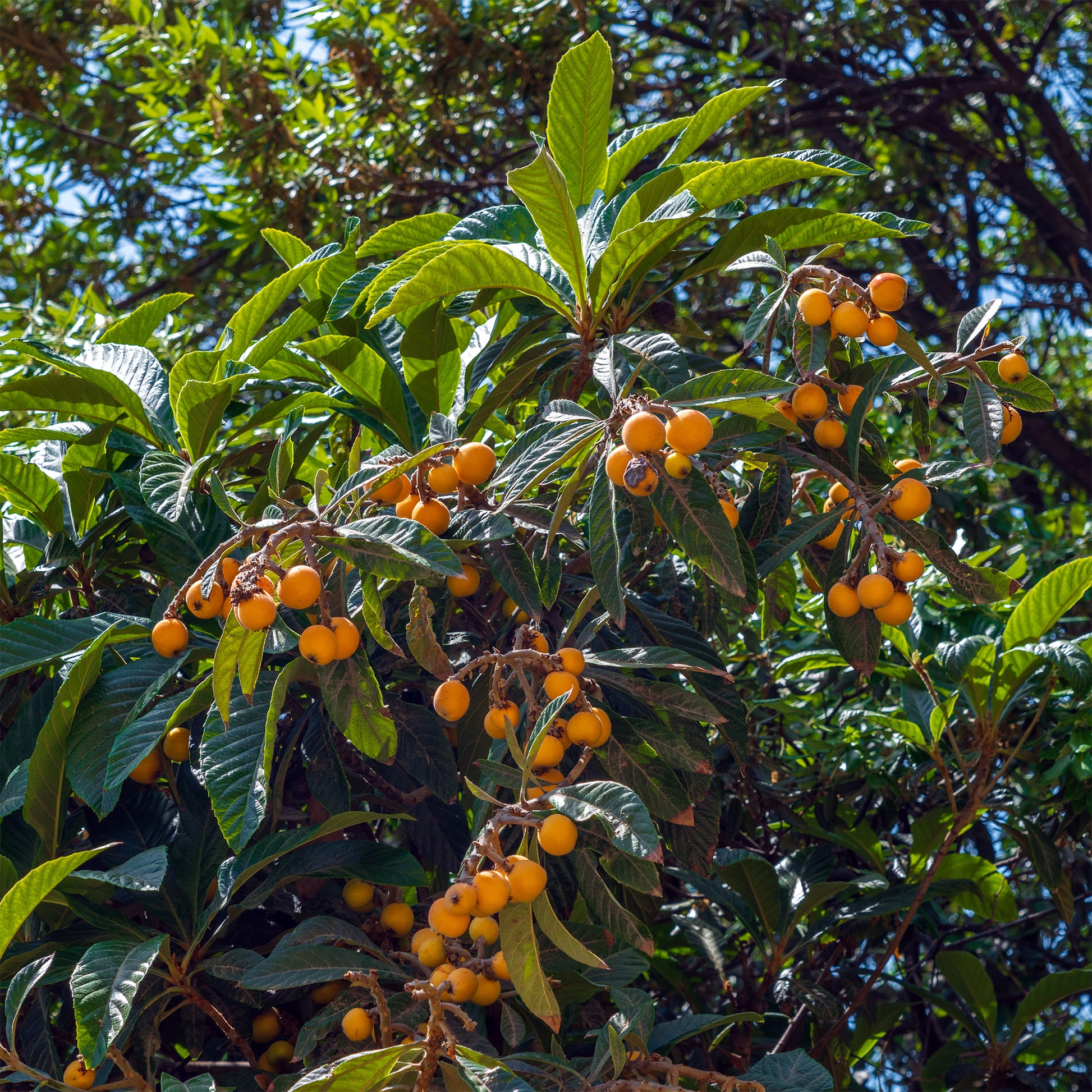 Japanische Wollmispel - Eriobotrya japonica - Bakker