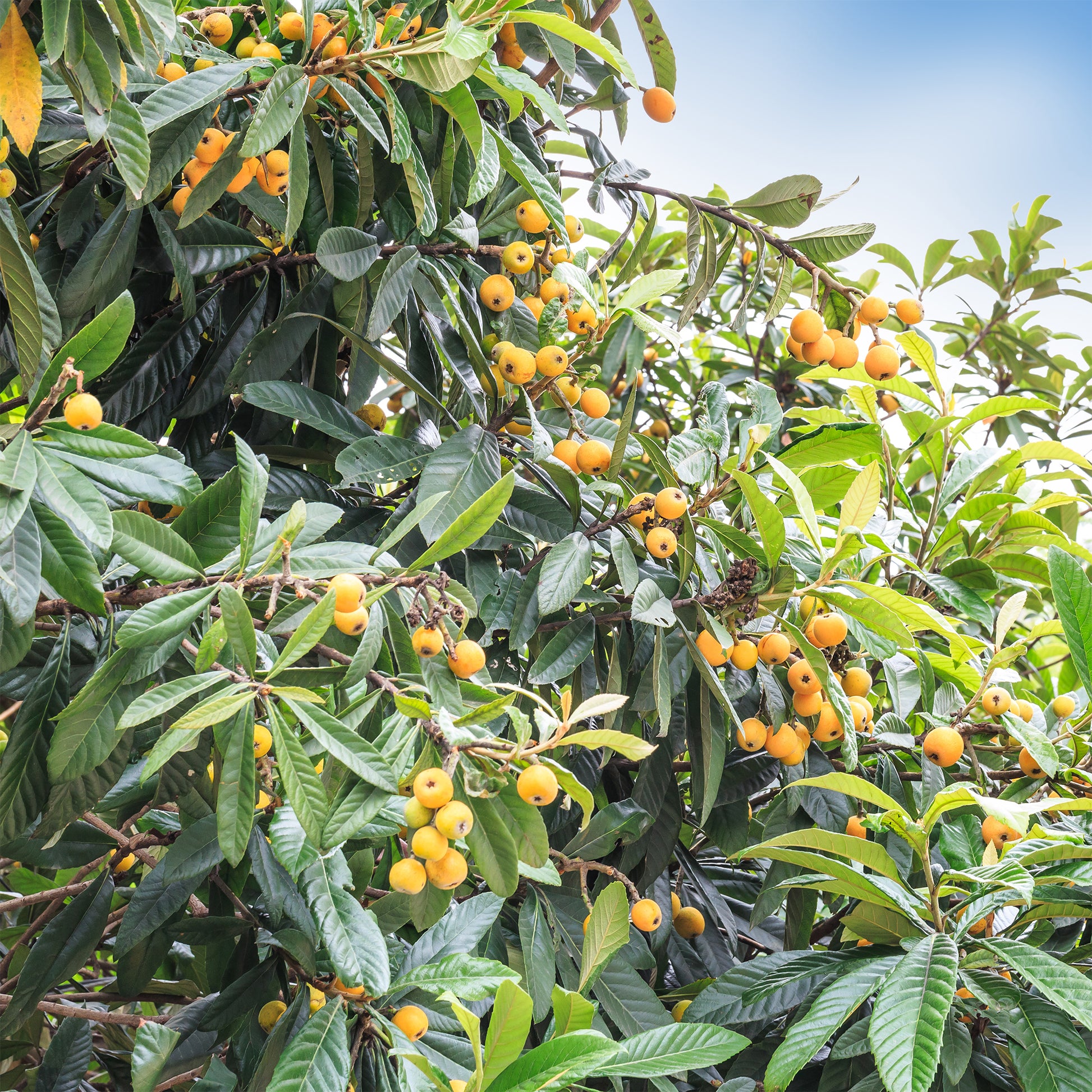 Eriobotrya japonica - Japanische Wollmispel - Mespilus - Mispel