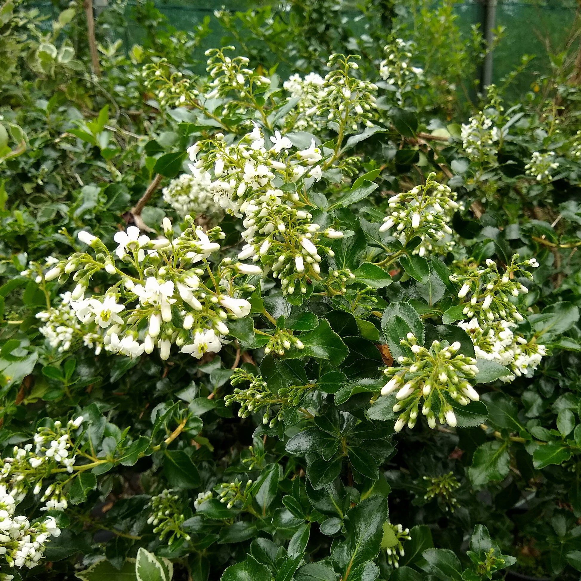 Escallonia Iveyi - Andenstrauch ‘Iveyi’ - Escallonia - Escallonie