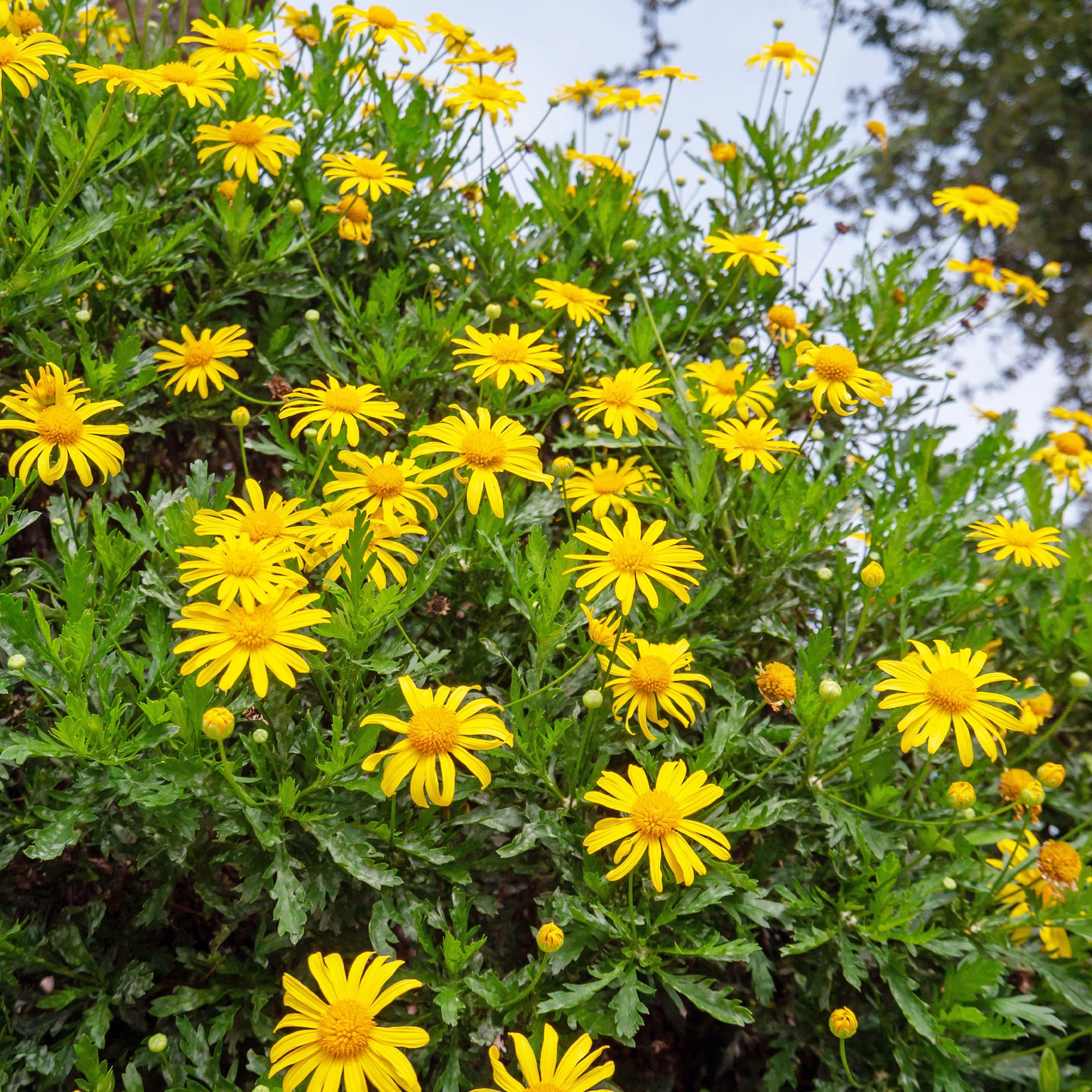 Euryops chrysanthemoides - Gelbe Strauchmargerite - Beetpflanzen