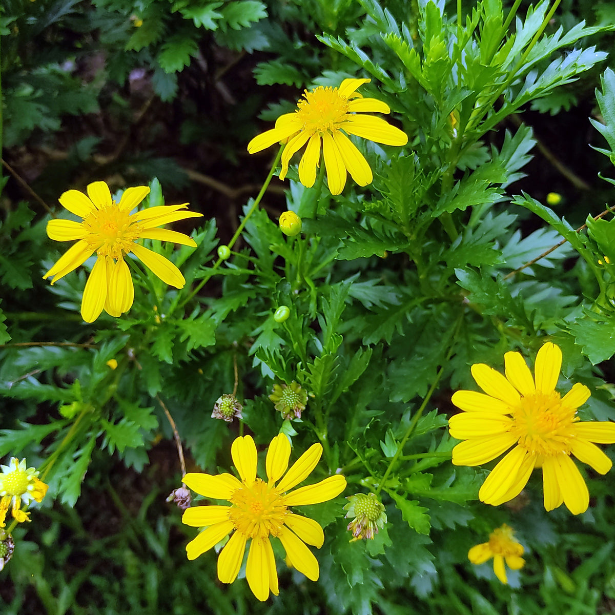 Gelbe Strauchmargerite - Bakker