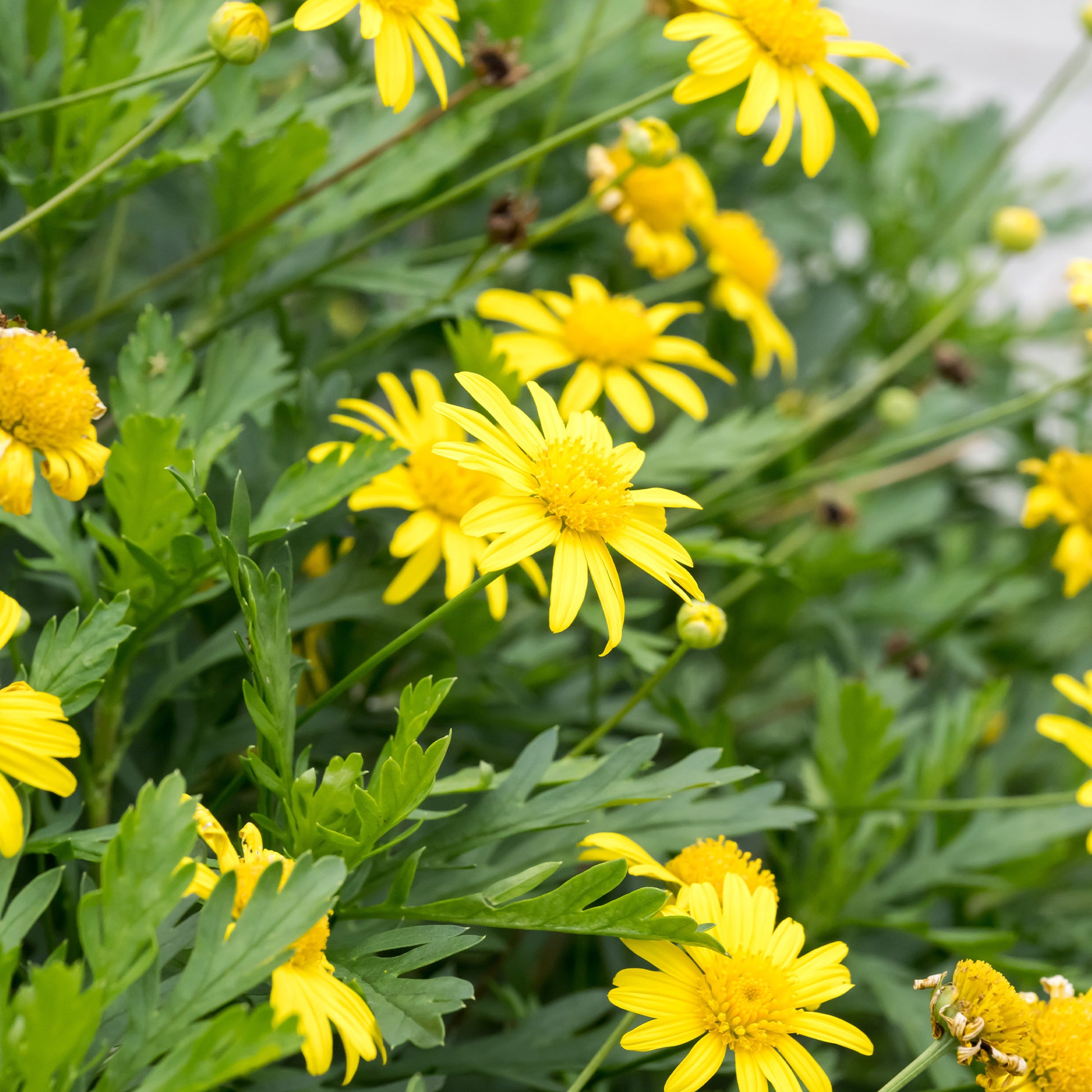 Gelbe Strauchmargerite - Euryops chrysanthemoides - Bakker