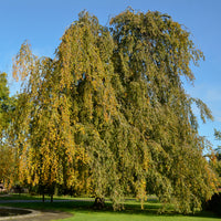 Fagus sylvatica Pendula - Hänge-Buche - Buche