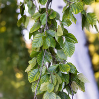 Verkauf Hänge-Buche - Fagus sylvatica Pendula