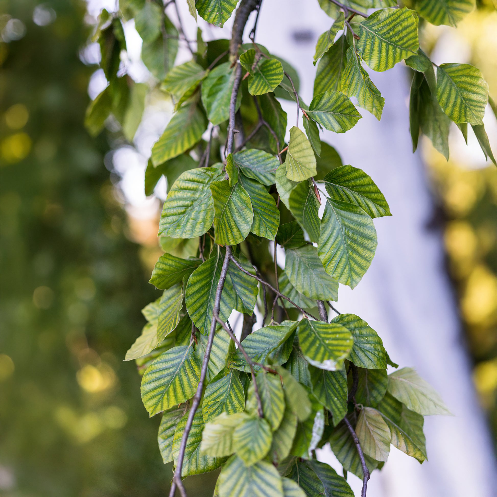 Verkauf Hänge-Buche - Fagus sylvatica Pendula