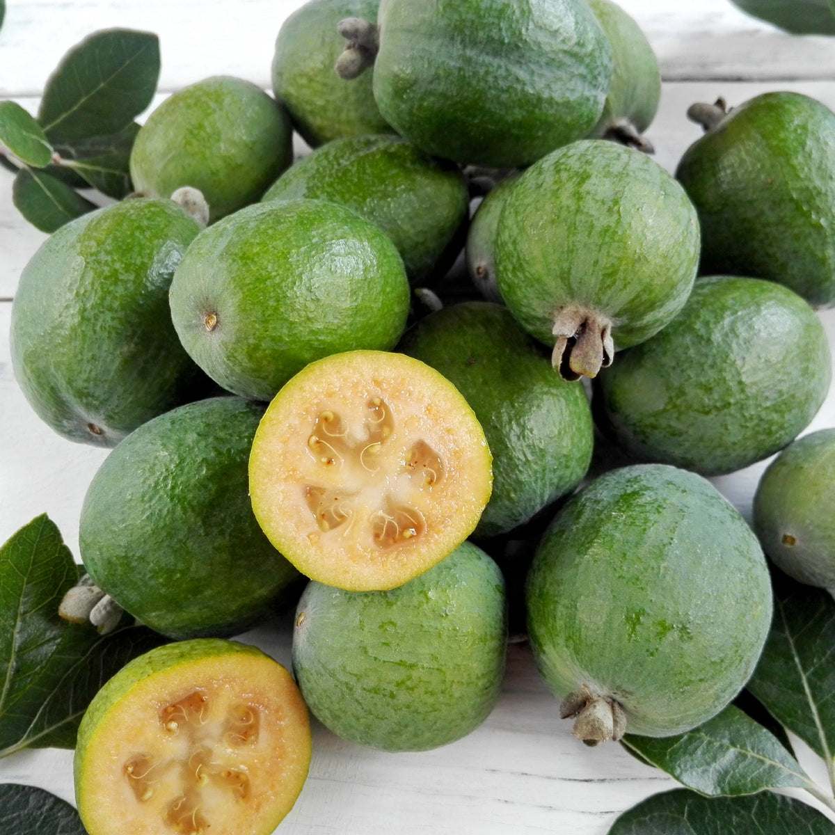 Brasilianischer Guavenbaum - Feijoa sellowiana - Bakker
