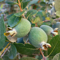 Exotische Obstbäume - Brasilianischer Guavenbaum - Feijoa sellowiana