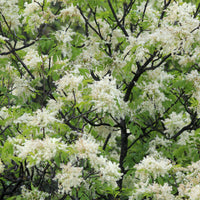 Manna-Esche - Fraxinus ornus - Bakker
