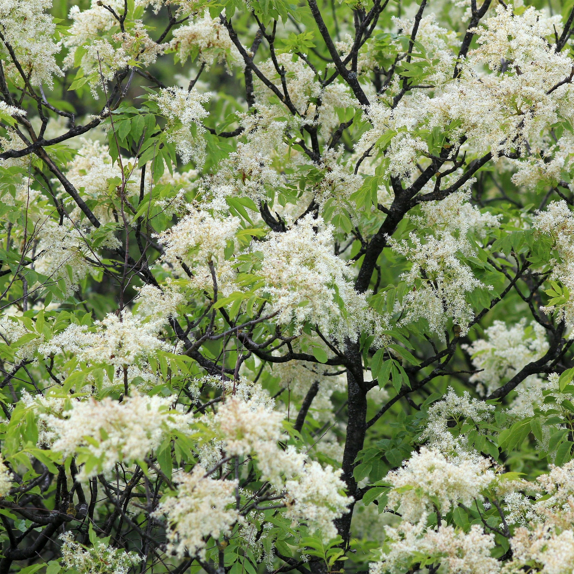 Manna-Esche - Fraxinus ornus - Bakker
