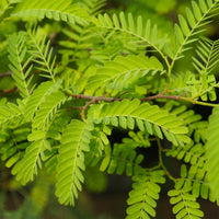 Amerikanischer Lederhülsenbaum 'Elegantissima' - Gleditsia triacanthos Elegantissima - Bakker